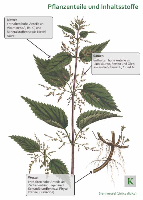 Pflanzenteile der Brennnessel und Inhaltsstoffe