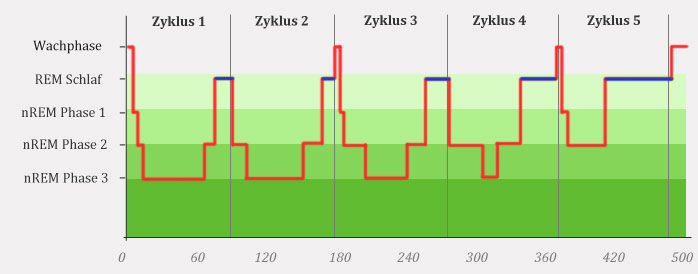 Schlafzyklen - Schema