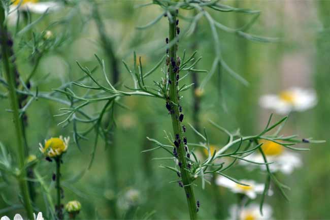 Schädlinge an Kräutern