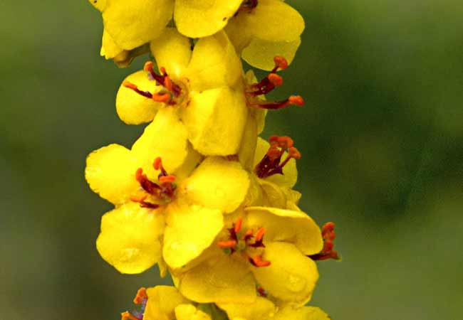 Schwarze Königskerze - Verbascum nigrum