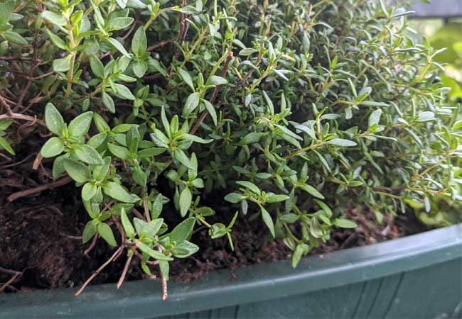 Thymian auf dem Balkon