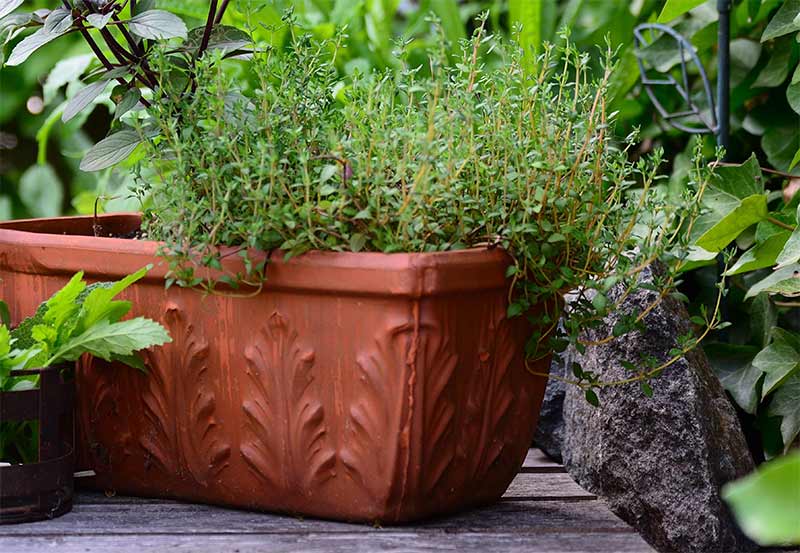 Kräutergarten Kräuter im Garten oder auf dem Balkon anpflanzen