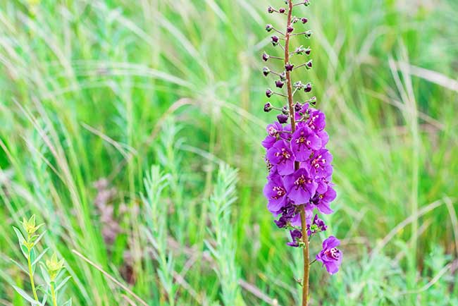 Violette Königskerze - Verbascum phoenicum