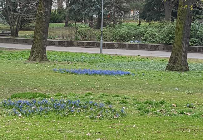 Eine Frühlingswiese mit Wildkräutern