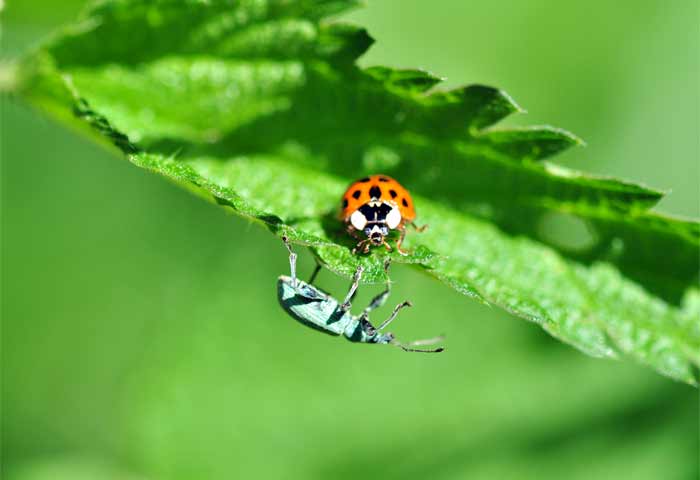 Wildkräuter und Insekten