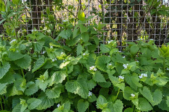 Knoblauchsrauke als gesundes Wildkraut