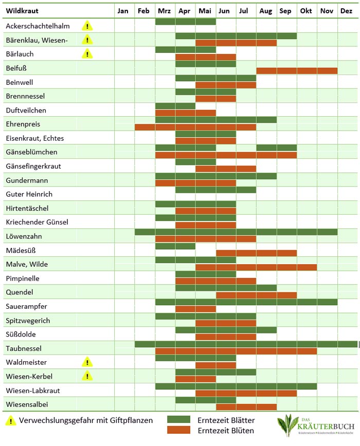 Infografik Sammelkalender für Wildkräuter