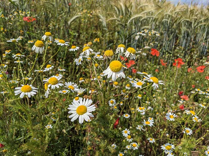 Wildkräuter an einem Kornfeld