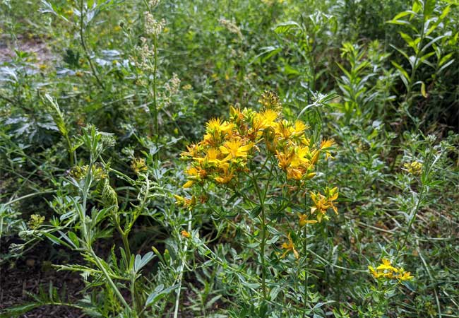 Wildkräuter auf Trockenwiese