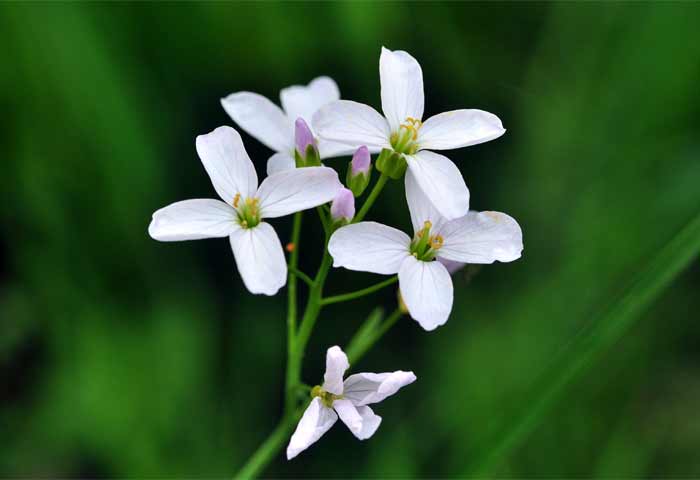 Wildkräuterwiese - Wiesenschaumkraut