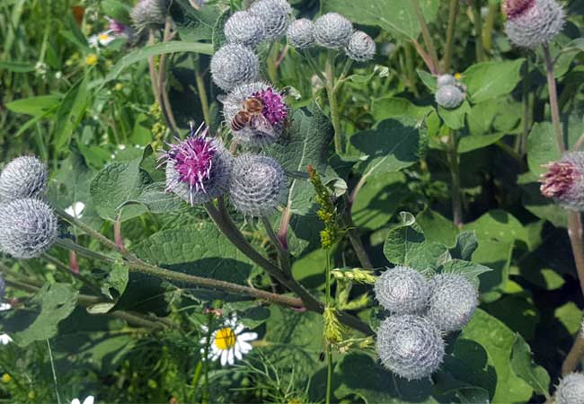 Intakte Wildwiese für Insekten