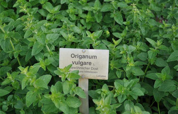 winterharter Oregano