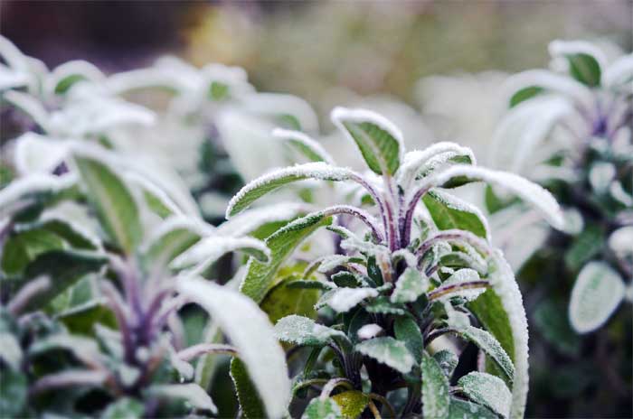 Winterharte Kräuter - Robuste Arten für Garten und Balkon