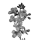 Blütenstand Traube - Sinapis