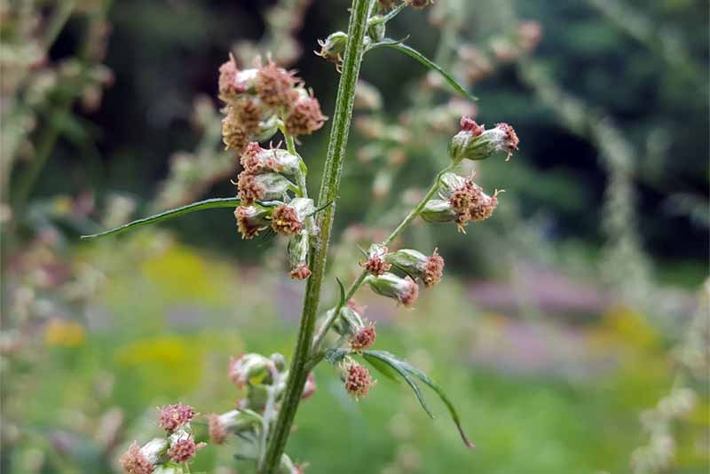 Beifuß - bestimmen, pflanzen und verwenden