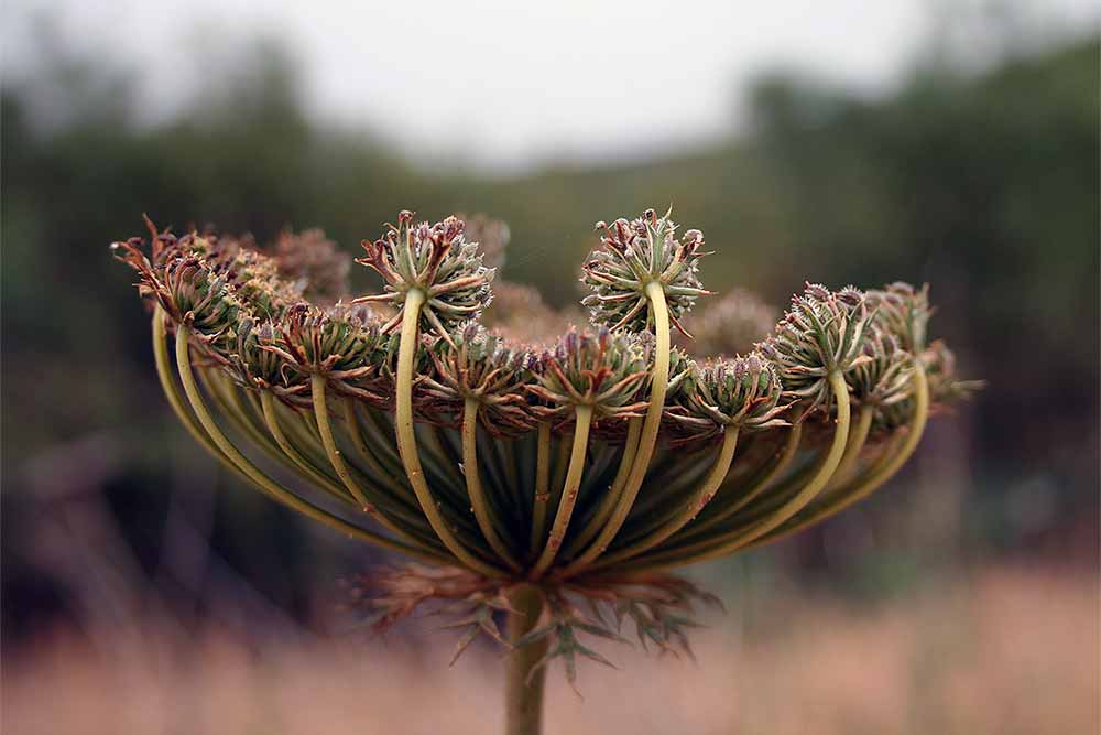 Fenchel - Pflanze