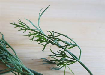 Dill für die Küche