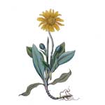 Arnika - Arnica montana