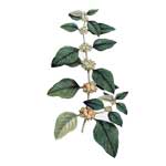 Ashwagandha - Withania somnifera