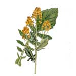 Barbarakraut - Barbarea vulgaris