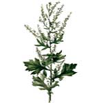 Beifuß - Artemisia vulgaris