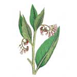 Beinwell - Symphytum officinale