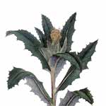 Benediktenkraut - Centaurea benedicta