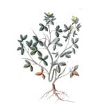 Bockshornklee - Trigonella foenum-graecum