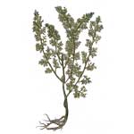 Eberraute - Artemisia abrotanum