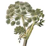 Engelwurz - Angelica archangelica