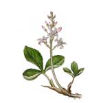 Fieberklee - Menyanthes trifoliata