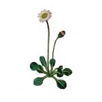 Gänseblümchen - Bellis perennis