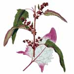 Gartenmelde - Atriplex hortensis