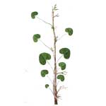 Gotu Kola - Centella asiatica