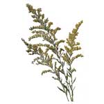 Kanadische Goldrute - Solidago canadensis