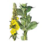 Königskerze - Verbascum densiflorum