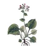 Lungenkraut - Pulmonaria officinalis