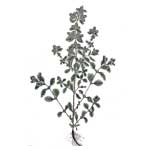 Majoran - Origanum majorana