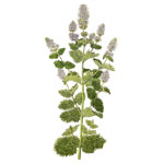 Marokkanische Minze - Mentha spicata var. crispa