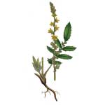 Odermennig - Agrimonia eupatoria