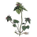 Purpurrote Taubnessel - Lamium purpureum