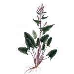 Sauerampfer - Rumex acetosa