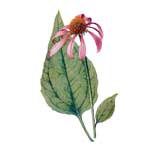 Sonnenhut - Echinacea spec.