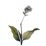 Stevia - Stevia rebaudiana