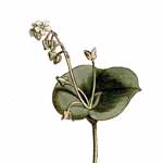 Tellerkraut - Claytonia perfoliata