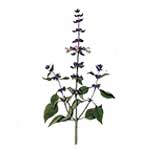 Thai Basilikum - Ocimum basilicum var. thyrsiflorum