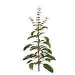 Tulsi - Ocimum tenuiflorum