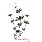 Waldmeister - Galium odoratum