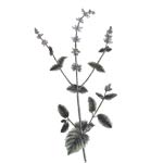Wiesensalbei - Salvia pratensis