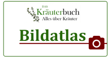 Unser Bildatlas zu vielen bekannten Kräutern